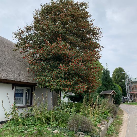 Stechpalme in Groß Zicker