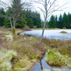 Rašeliniště u myslivny