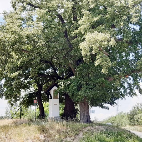 Šestajovické lípy