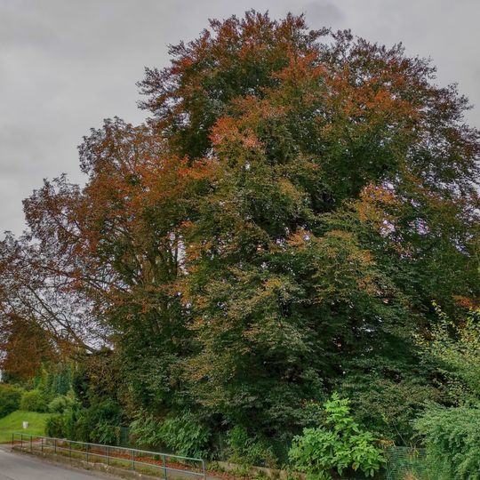 Vltavotýnský buk červený