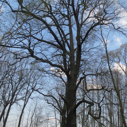 Naturdenkmal Stieleiche am Radweg von Hohenbocka nach Peickwitz, südlicher Baum in Hohenbocka
