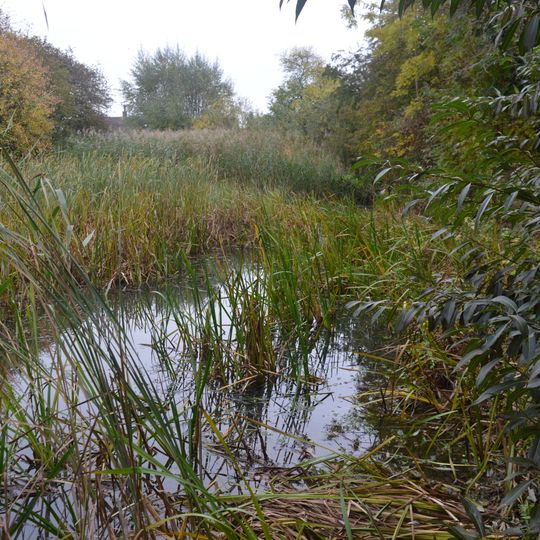 Stanground Newt Ponds