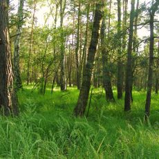 Rezerwat przyrody Prądy