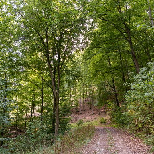 Waldgebiet zwischen Uckersdorf und Burg