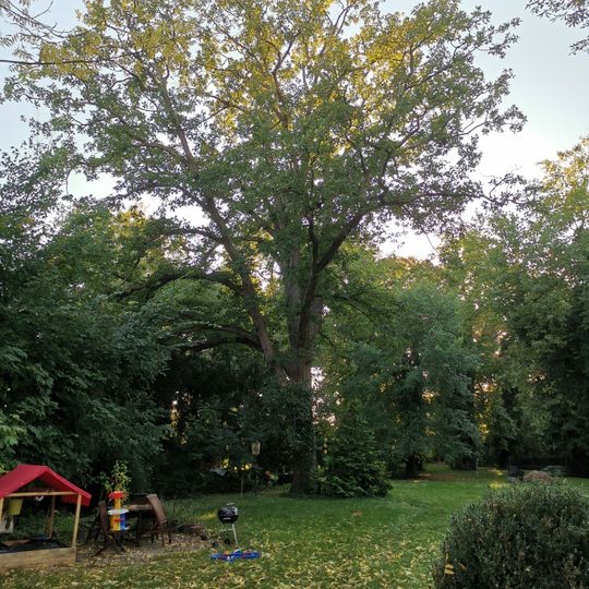 Naturdenkmal Persische Eiche