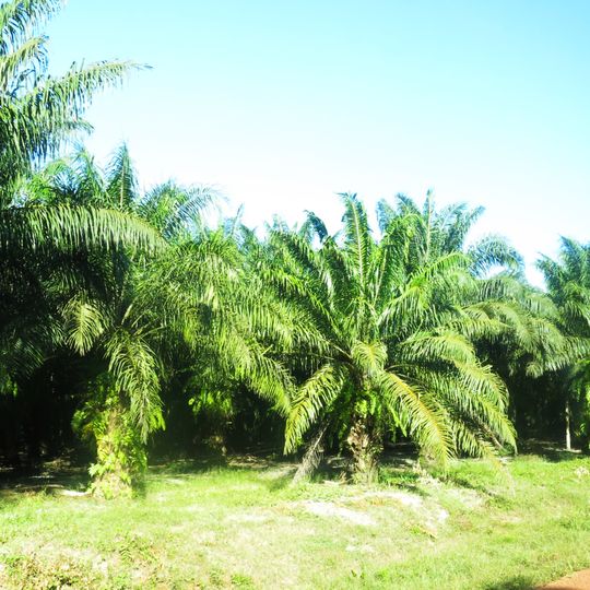 Distretto di Kampong Seila