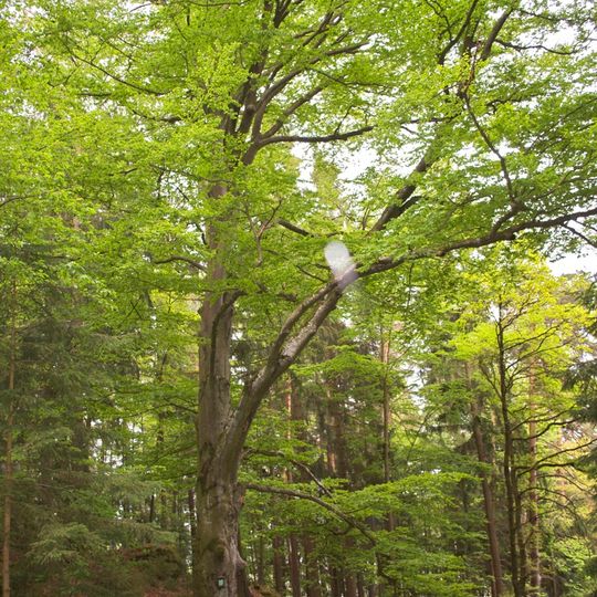 Bäume und Baumgruppen bei den Kreuzwegstationen