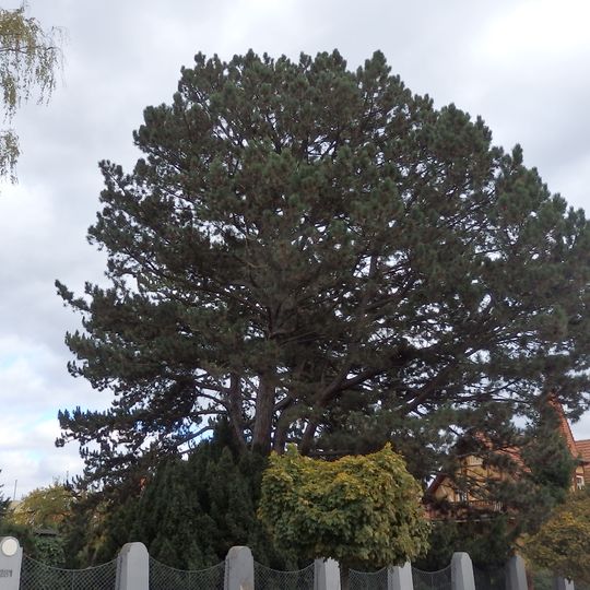 Borovice u vily Franke