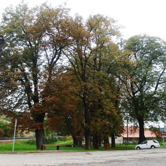 Stromořadí lip malolistých a jírovců maďalů u příjezdové komunikace k budově revíru Nevojice