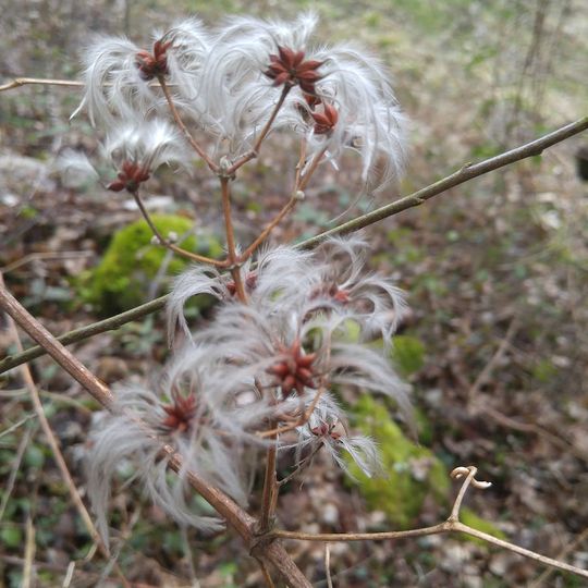 Club du Soleil Savoie Nature