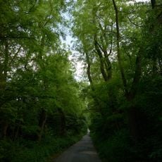 Gehölzbestandener Hohlweg