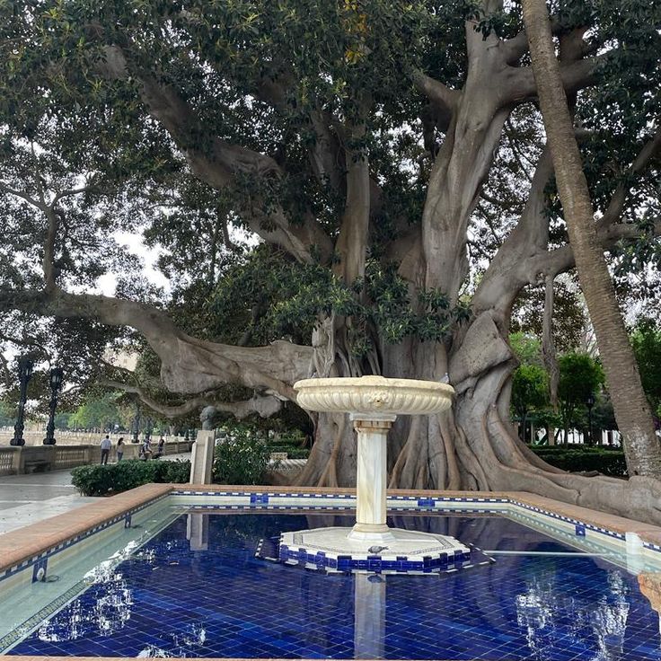 Ficus macrophylla