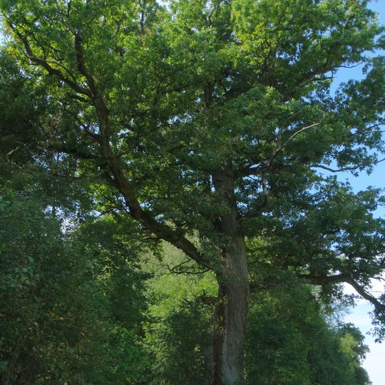 Antininkų ąžuolas