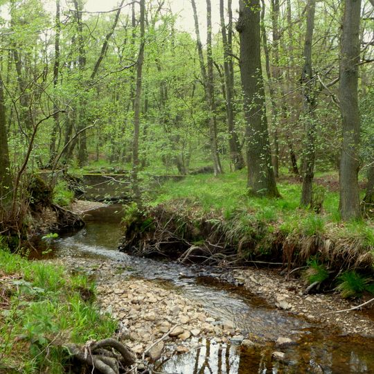 Oberlauf der Inde im Münsterwald