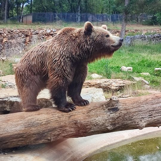 Parc animalier de Gramat