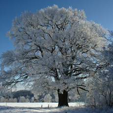 Eiche auf dem Buchwald bei Landenhausen