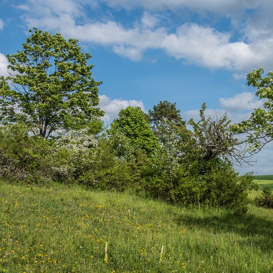 Trockenhänge bei Böttigheim