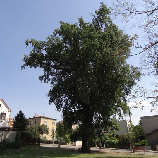 Dub letní u hotelové školy