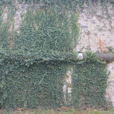 Teil d. Kardinalschütt