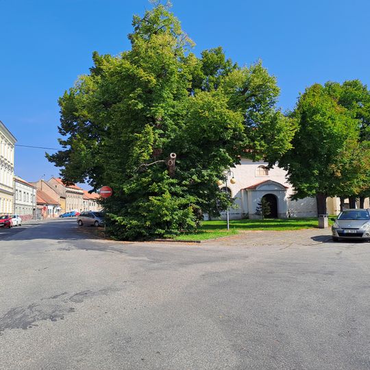 Lípa v Kostelci nad Labem