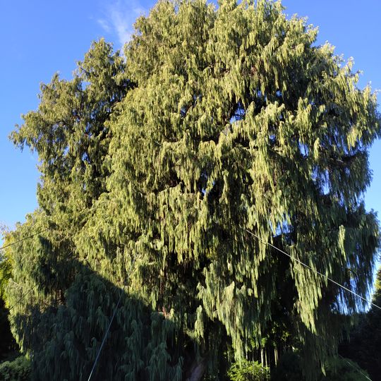 Cyprès du Cachemire