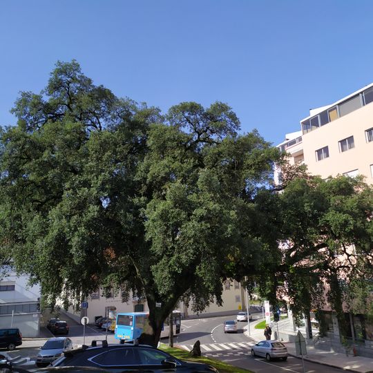 Quercus suber, in Braga