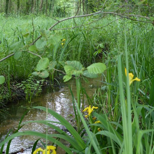 Bas-Marais Tourbeux De La Basse-Goulandière