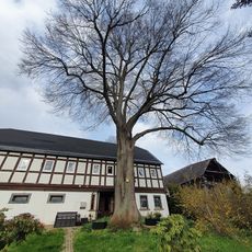 Horns lime tree (Oppach)