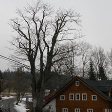 Klen v Horním Polubném