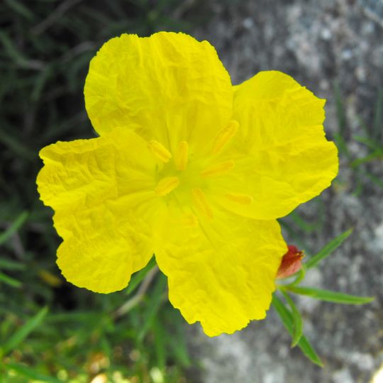 Jardín Ahorrador de Agua en el Cuyamaca College