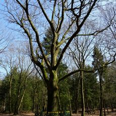 Het Luntersche Buurtbosch: gedenkboom omsloten door hek met vier banken