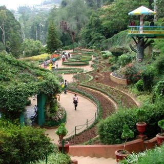 Government Botanical Gardens, Ooty