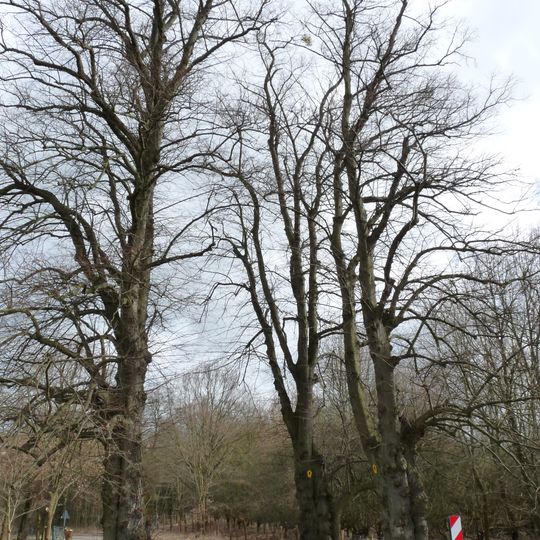 ND 656-11 Lindentor Petzow