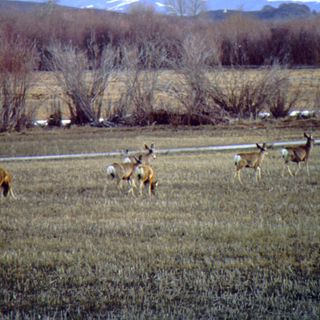 Cokeville Meadows National Wildlife Refuge
