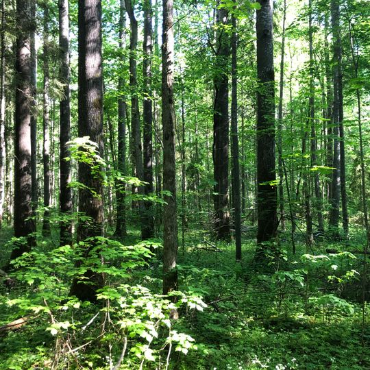 Kupravas liepu audze