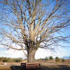 Kloviškių ąžuolas
