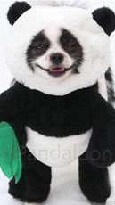 Huxley The Panda Puppy