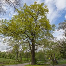 Friedens Eiche Kirchbach