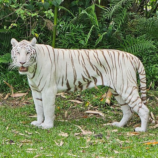 Pana'ewa Rainforest Zoo