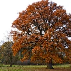 Die Ellenbacher Angereiche