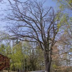 Dub u Olešnického Velkého rybníka