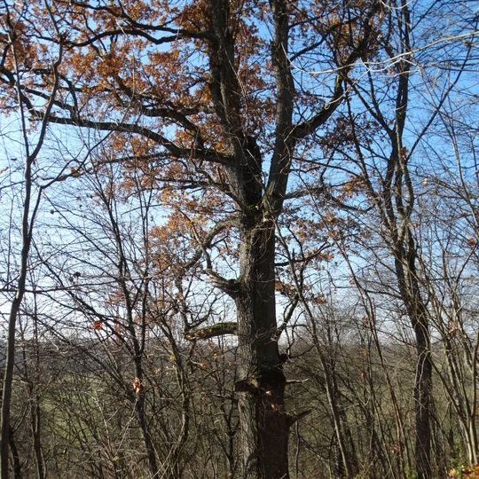 Skaudvilės ąžuolas