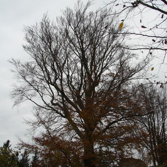 Buk lesní u zříc. hradu Orlík