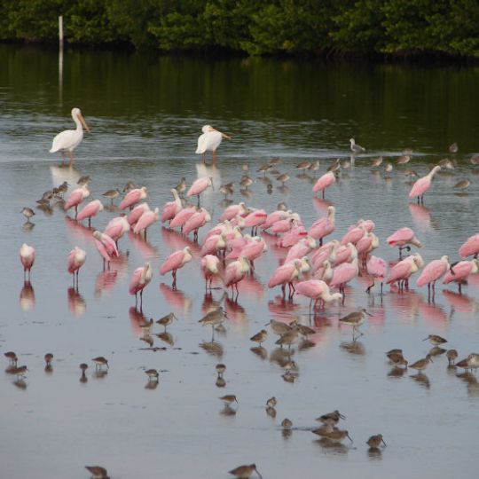J.N. "Ding" Darling National Wildlife Refuge