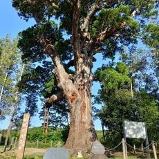 前田の大スギ