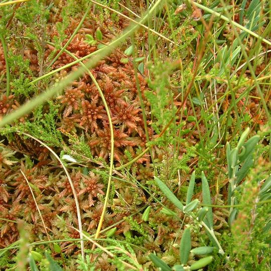 Tourbières De Frasne-Bouverans