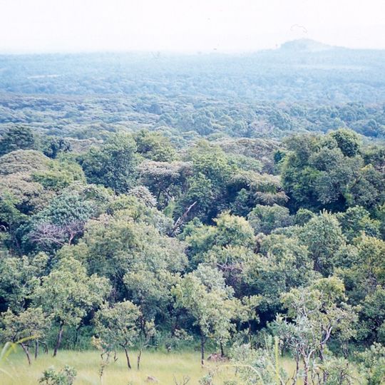Kakamega Forest