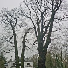 Naturdenkmal Stieleiche im Wäldchen