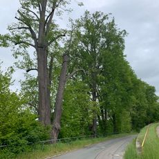 Lindenreihe Lindenstraße Wildenfels