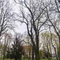 2 Schwarzpappeln am Hafen